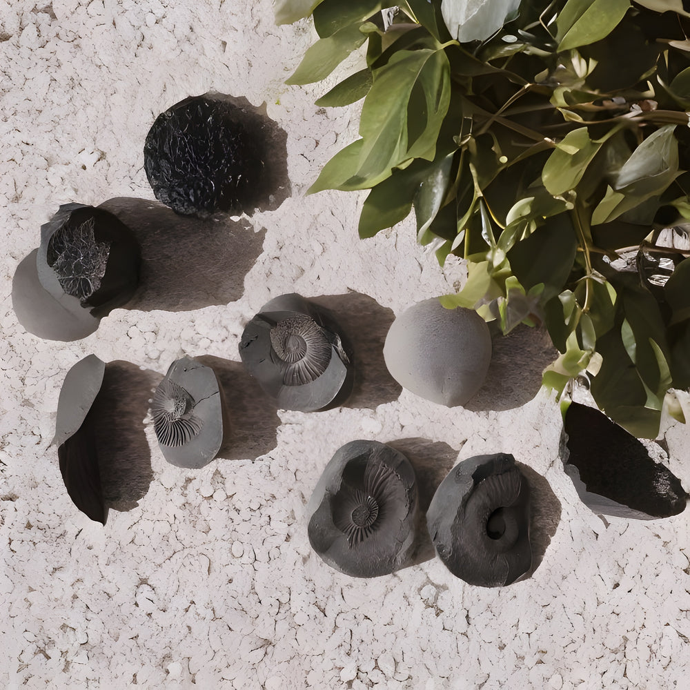 Kalavati Agate Authentic Ammonite Fossil Stone