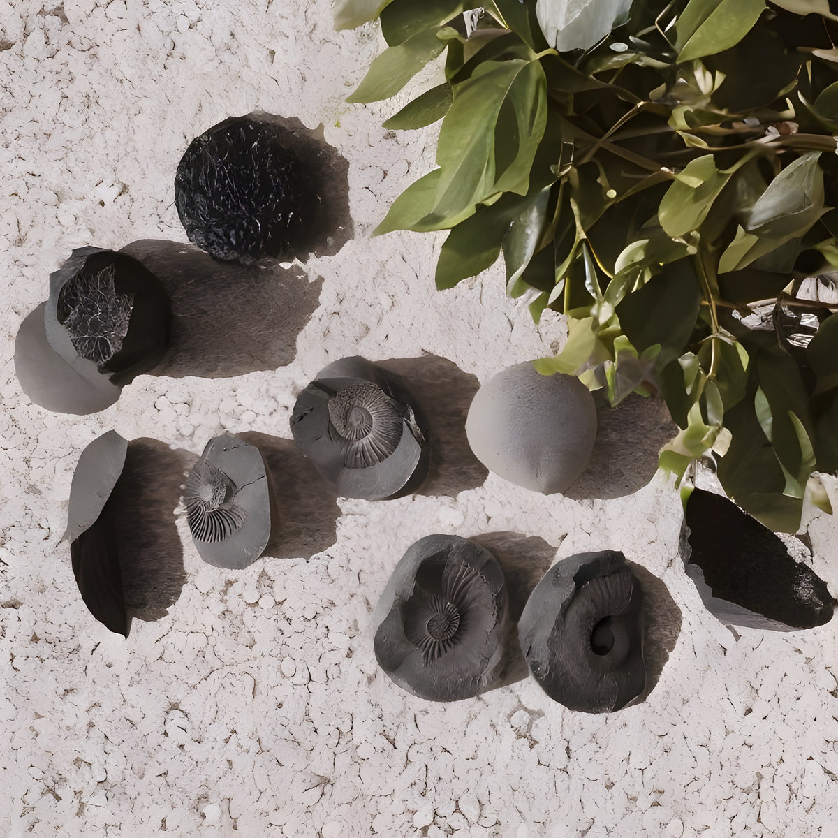 Kalavati Agate Authentic Ammonite Fossil Stone